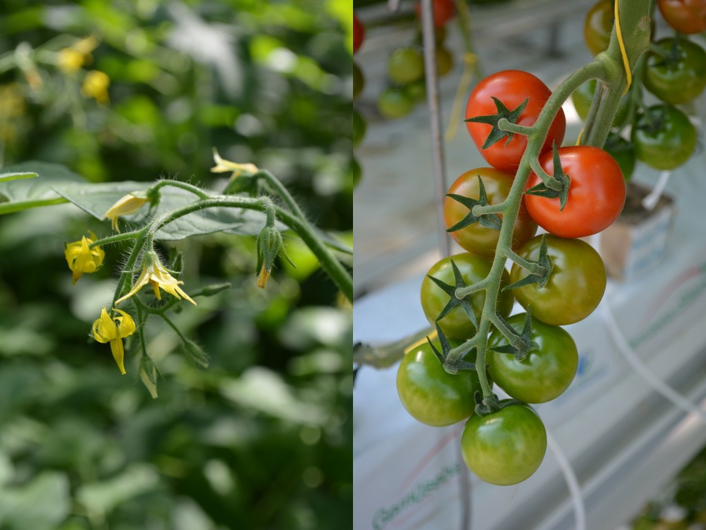 Tomatenblüte und Rispen